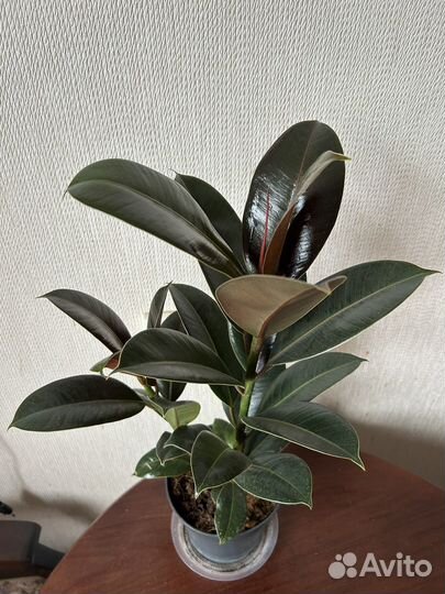 Фикус мелани