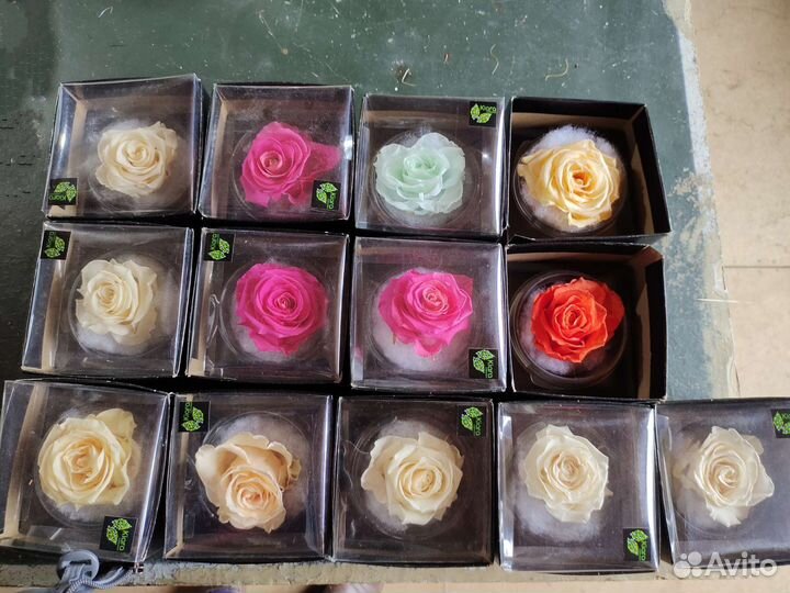 Стабилизированная роза