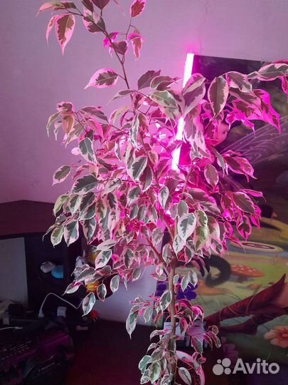 Фикус бенджамина