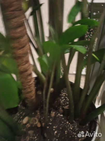 Замиокулькас