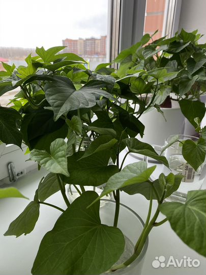 Саженцы батата (сладкого картофеля)