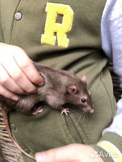 Крыса дамбо