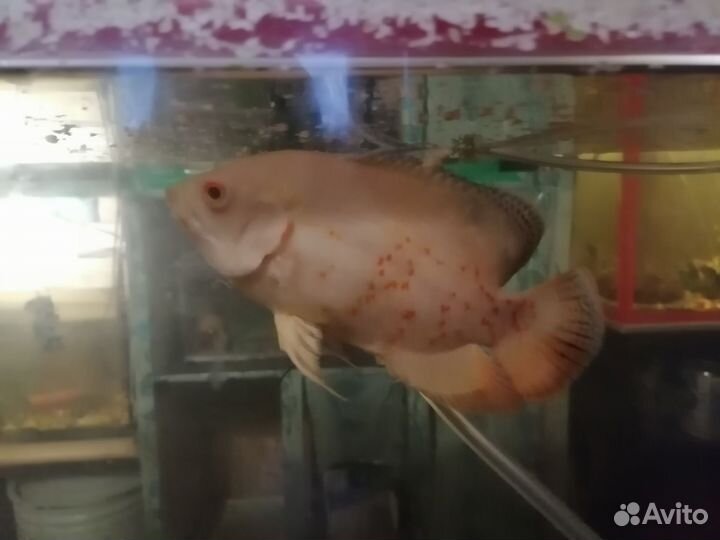 Астронотусы