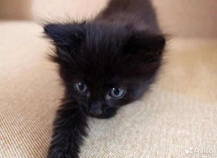 Котенок в добрые руки