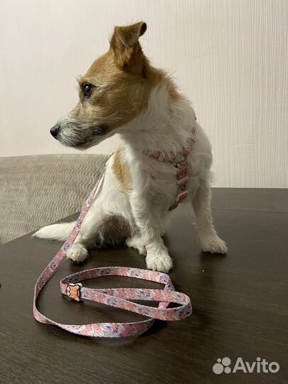 Анатомическая шлейка для собак