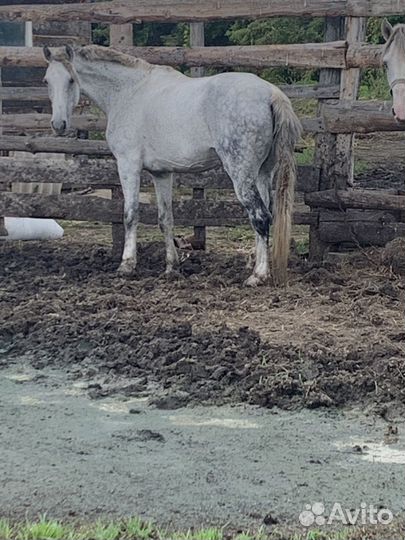 Жеребец и кобыла