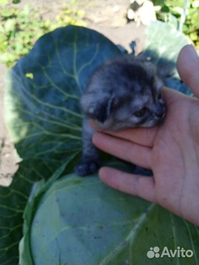 Шотландские котята