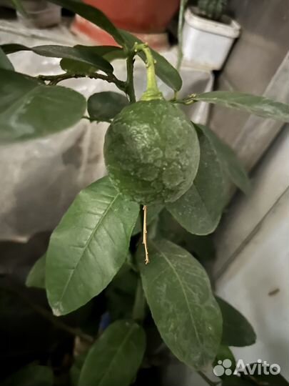 Лимонное дерево с плодами