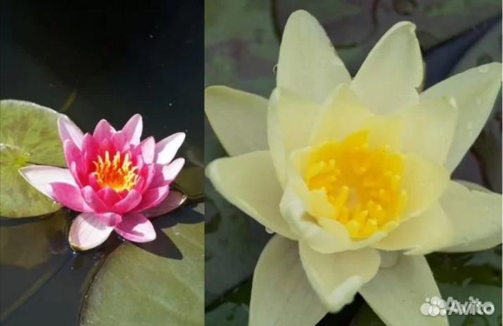 Нимфеи для пруда