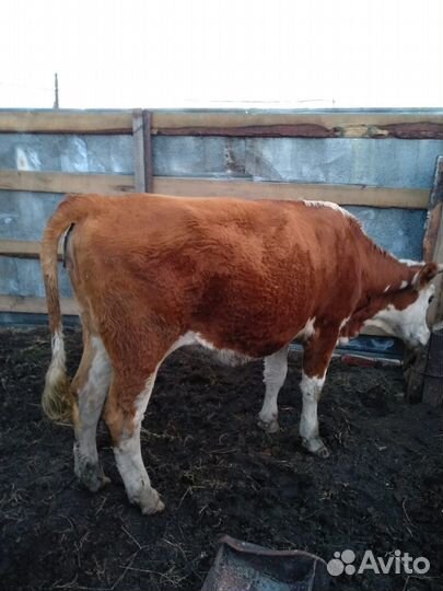 Кобыла и телка