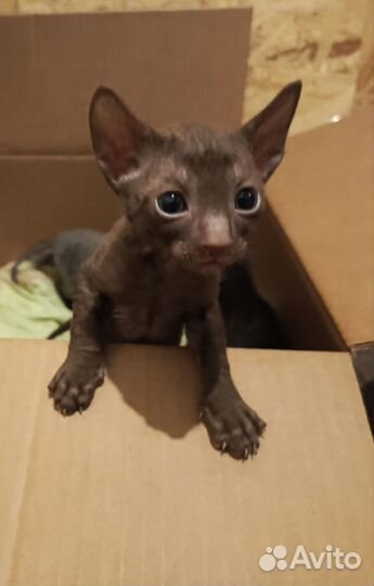 Корниш-рекс