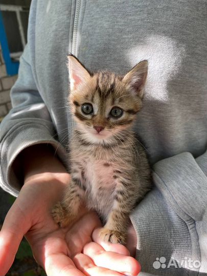 Ищут дом котята