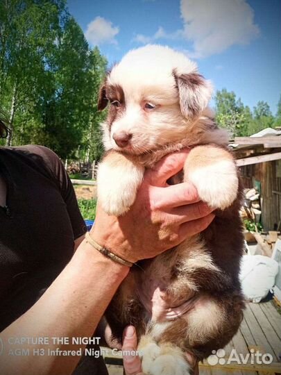 Аусси, австралийская овчарка