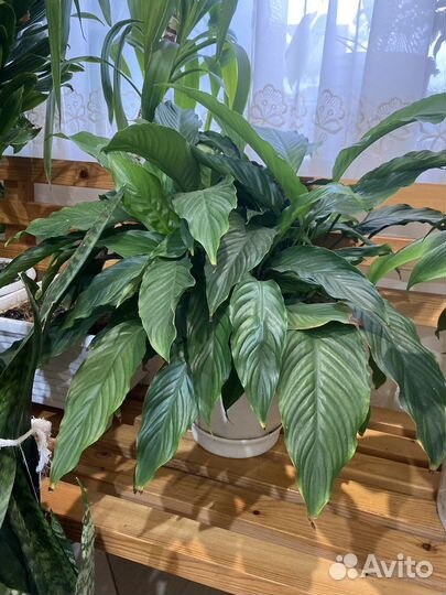 Комнатные цветы