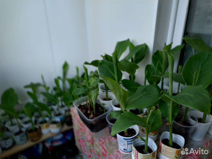 Цветы канны