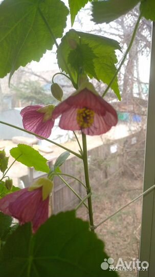 Абутилон Белла,органза, Джульетта