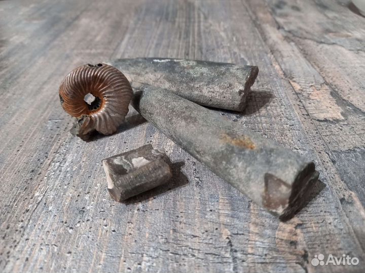 Окаменелости