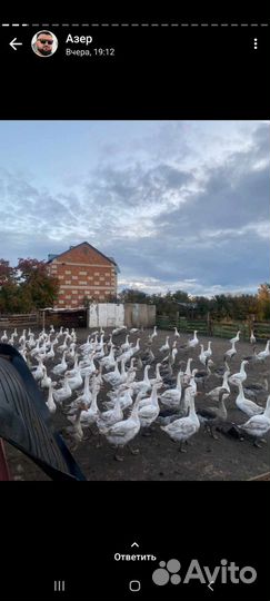 Гуси
