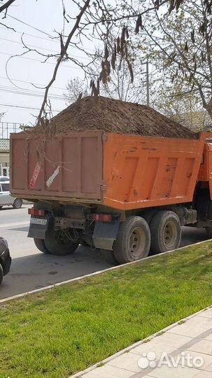 Растения для сада