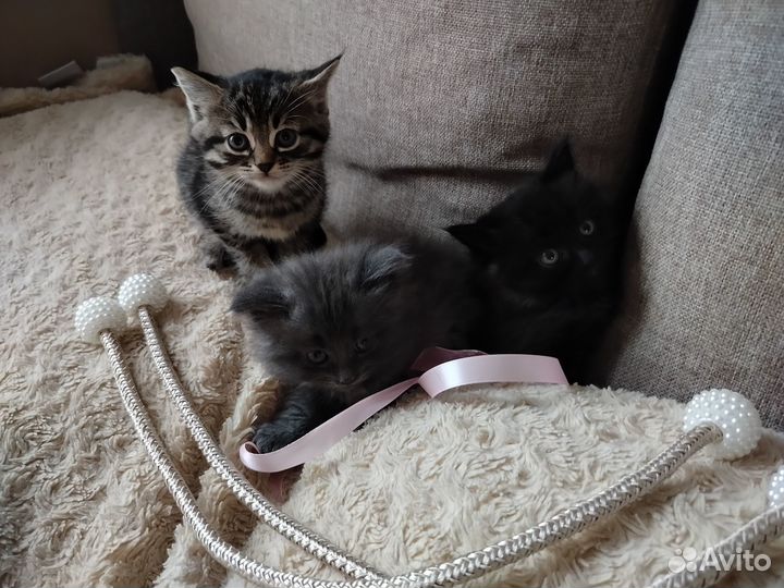 Милые котята