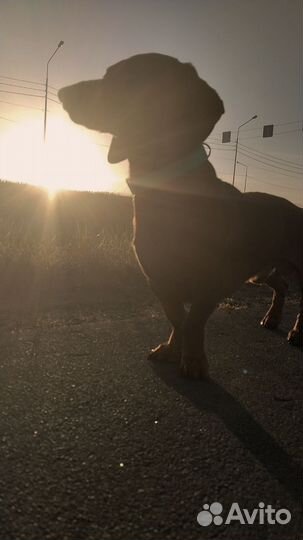 Такса кабель вязка