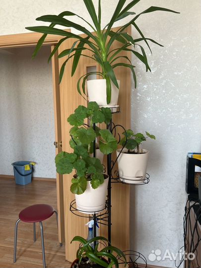 Комнатные цветы герань