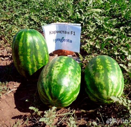 Семена Арбуза 