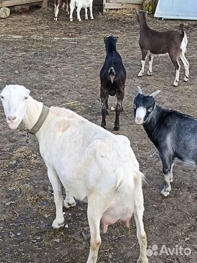 Козы ламанча