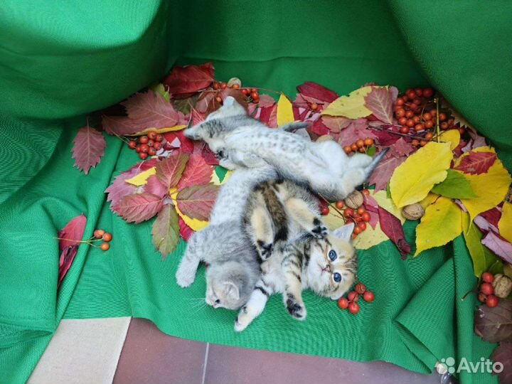 Шотландские котята