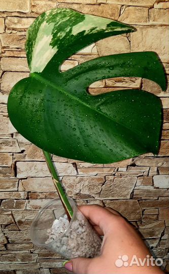 Монстера Альба вар и другие ароидные