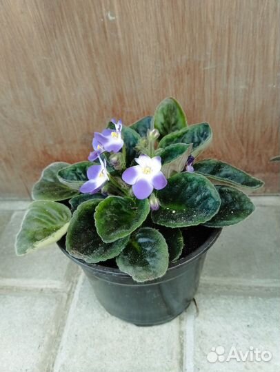 Сенполия (фиалка)