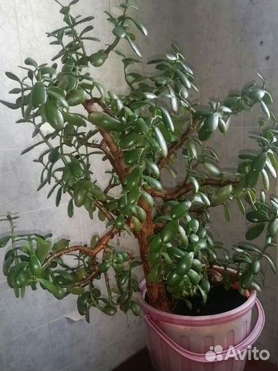 Толстянка(денежное дерево)