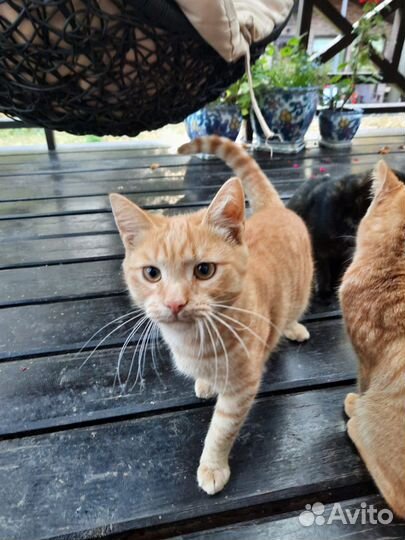 Котики в добрые руки