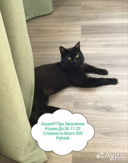 Зоогостиница. Передержка кошек и собак официально