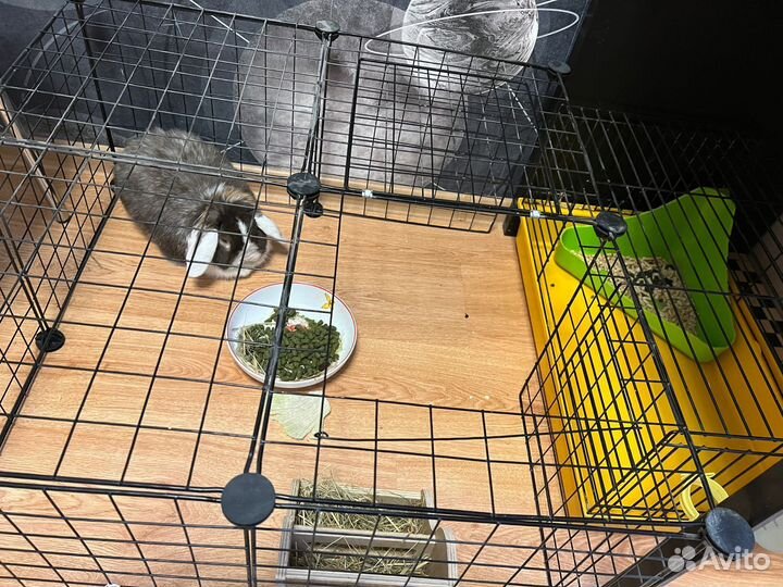 Декоративные кролики вислоухие