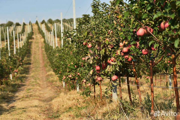 Продаётся действующее сельхоз предприятие