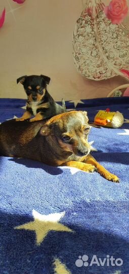 Маленькая собака