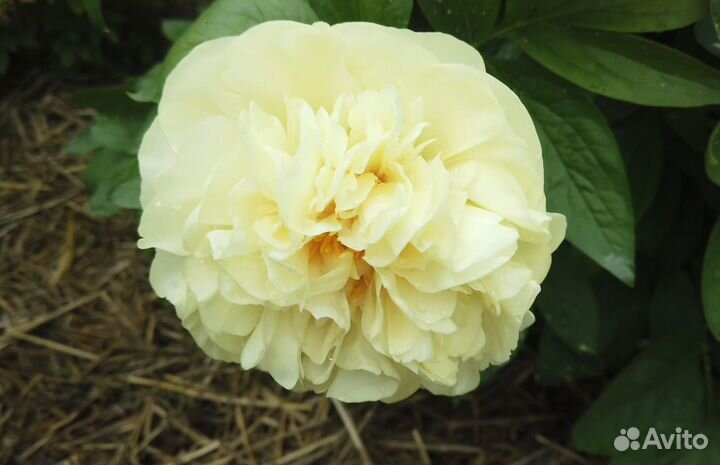 Пион Дабл Френд, саженцы