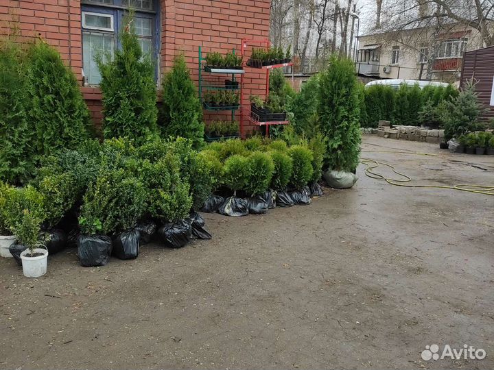 Туя западная крупномеры