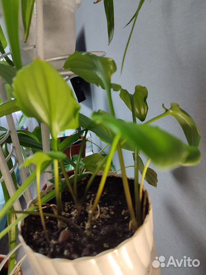 Комнатные растения