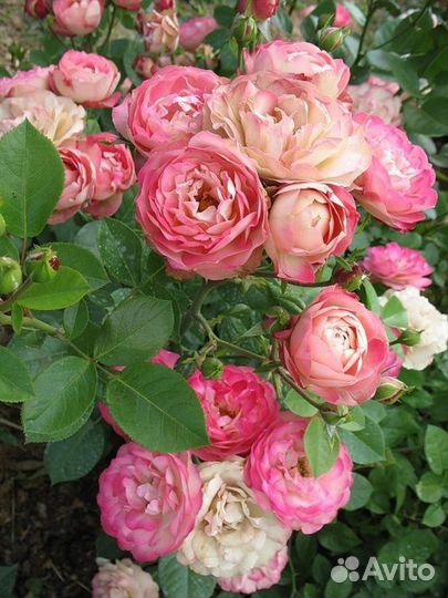 Роза Акрополис и Имка Марина саженцы