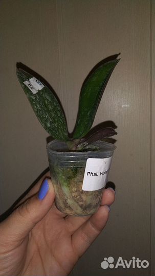 Орхидея Violet Thunder