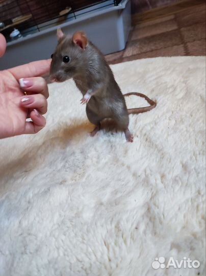 Крыса дамбо