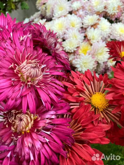 Хризантемы многолетние