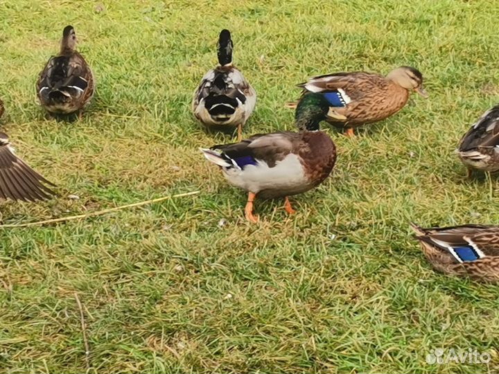 Подсадные утки, селезни