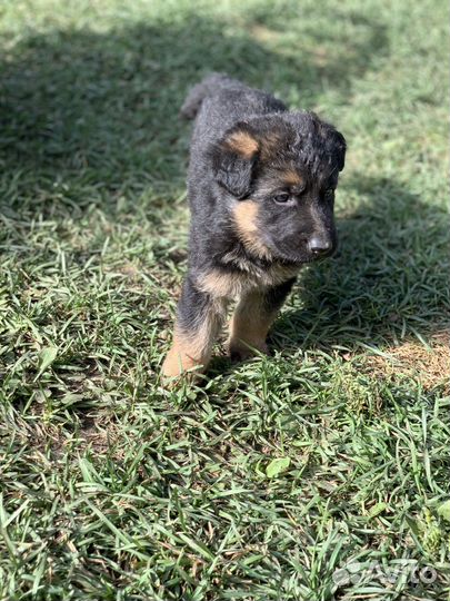 Щенки немецкой овчарки