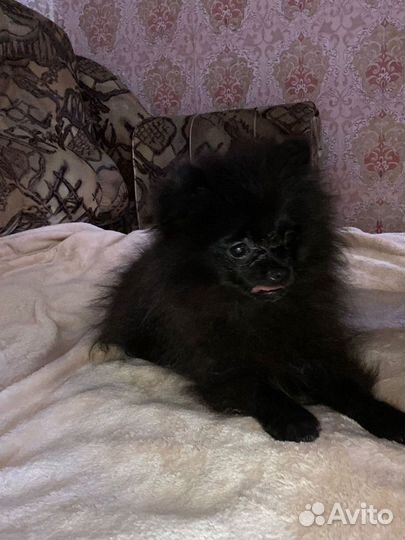 Померанский шпиц