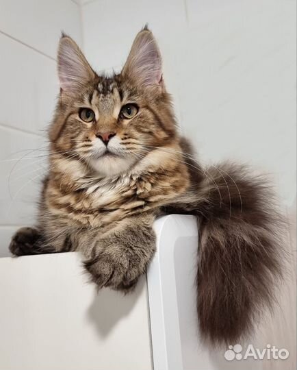 Милашка мейн-куняшка