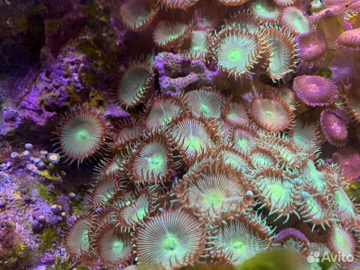 Морские кораллы