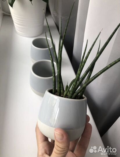 Растение IKEA суккулент в кашпо